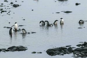 gentoo pingüino, hannah punto, antartica foto