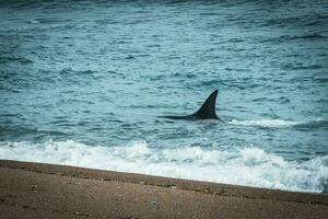 Orcas hunting sea lions, Patagonia , Argentina photo