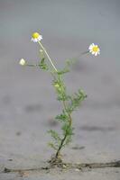 Wild flowers, La Pampa.  Patagonia, Argentina photo