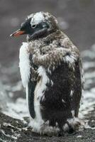 gentoo pingüino, hannah punto, antartica foto