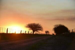 Rural landscape, Buenos Aires province , Argentina photo