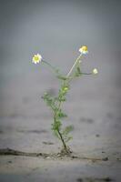 Wild flowers, La Pampa.  Patagonia, Argentina photo