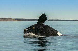 ballena saltando en península Valdés, Patagonia, argentina foto