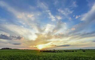 Cows at sunset in La Pampa, Argentina photo