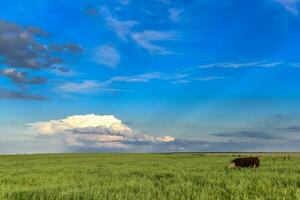 Group of steers looking at the camera, Pampas, Argentina photo