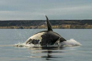 Whale jumping in Peninsula Valdes,Puerto Madryn,  Patagonia, Argentina photo