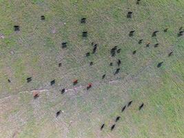 Steers fed on natural grass, Buenos Aires,Argentina photo