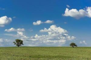 Typical tree of the pampean plain, Calden, Prosopis caldenia, La Pampa, Argentina photo