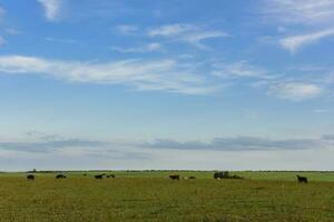 Bullocks raised with natural grass, Argentina photo