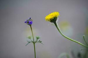 Wild flowers, La Pampa.  Patagonia, Argentina photo