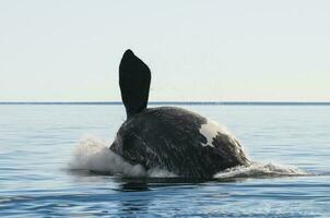 Whale jumping in Peninsula Valdes,Puerto Madryn,  Patagonia, Argentina photo