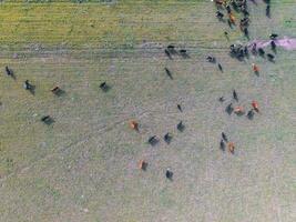 Cows fed on natural grass, Buenos Aires,Argentina photo