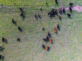 Steers fed on natural grass, Buenos Aires,Argentina photo