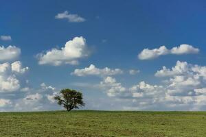 típico árbol de el pampero plano, caldén, prosopis caldenia, la pampa, argentina foto