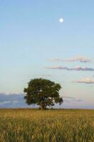 rural paisaje, árbol y luna, buenos aires provincia , argentina foto