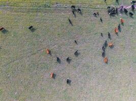 Cows fed on natural grass, Buenos Aires,Argentina photo