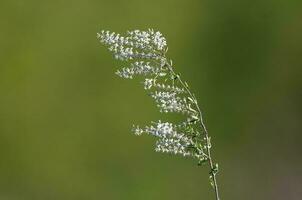 Wild flowers in semi desertic environment, Calden forest, La Pampa Argentina photo