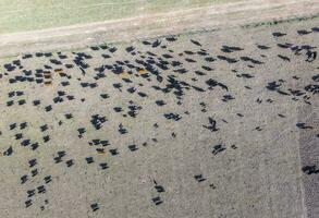 Cows aerial view, Buenos Aires,Argentina photo