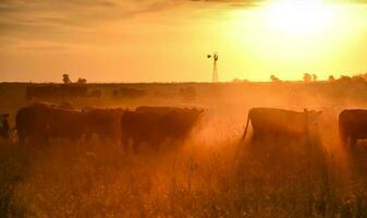 Cows in sunset landscape, Buenos Aires Province, Argentina photo