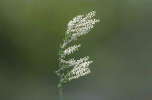 Wild flowers in semi desertic environment, Calden forest, La Pampa Argentina photo