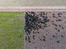 vacas alimentado en natural césped, buenos aires,argentina foto