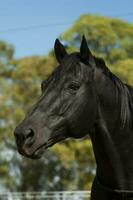 Black breeding horse, Portrait, La Pampa Province, Patagonia, Argentina. photo