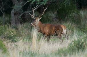 rojo ciervo en caldén bosque ambiente, la pampa, argentina, parque luro, naturaleza reserva foto