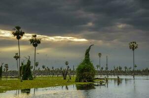 Sunst Palms landscape in La Estrella Marsh, Formosa province, Argentina. photo