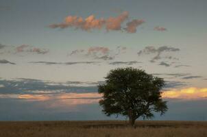 pampa árbol paisaje, la pampa provincia, Patagonia, argentina. foto