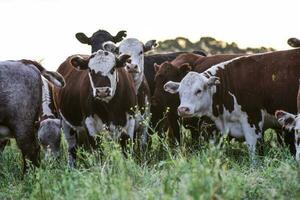 Cattle in the Pampas Countryside, Argentine meat production, La Pampa, Argentina. photo