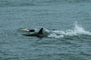 Orca family with baby,Punta Norte nature reserve, Patagonia,Argentina photo