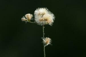 Wild flowers in semi desertic environment, Calden forest, La Pampa Argentina photo