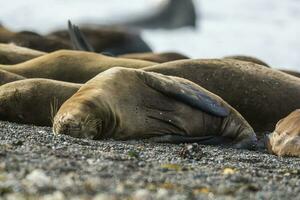 Female Sea lion beach  breeding colony,Peninsula Valdes, Patagonia photo