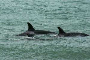 Orca family with baby,Punta Norte nature reserve, Patagonia,Argentina photo