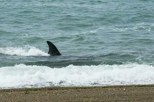 orca familia con bebé, punta norte naturaleza reservar, patagonia,argentina foto