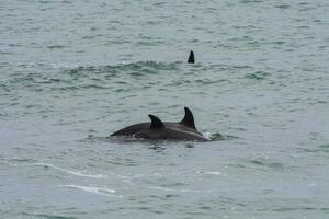 orcas patrullando el patagón costa,puerto Madryn, Patagonia, argentina foto