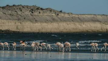 Flock of flamingos with cliffs in the background,Patagonia photo