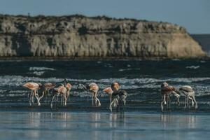 Flock of flamingos with cliffs in the background,Patagonia photo