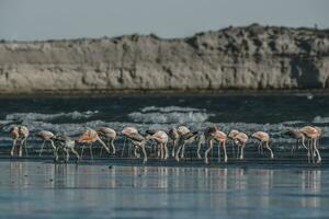 Flock of flamingos with cliffs in the background,Patagonia photo