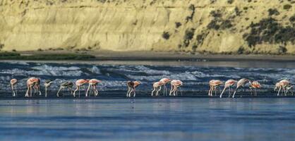 Flock of flamingos with cliffs in the background,Patagonia photo