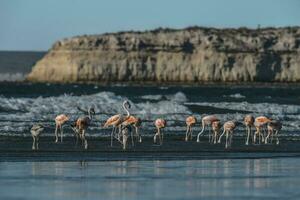 Flock of flamingos with cliffs in the background,Patagonia photo