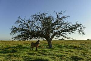 Horse and lonely tree in Pampas landscape photo