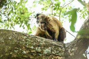 Brown striped tufted capuchin monkey,Amazon jungle,Brazil photo