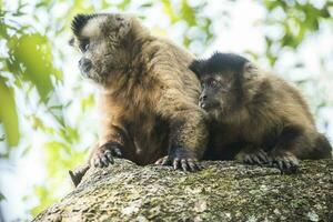 Brown striped tufted capuchin monkey,Amazon jungle,Brazil photo