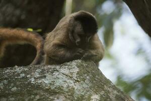 marrón a rayas copetudo capucho mono, amazon selva, brasil foto