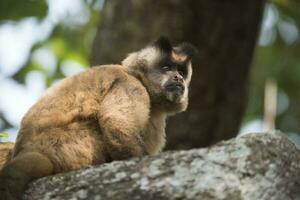 Brown striped tufted capuchin monkey,Amazon jungle,Brazil photo