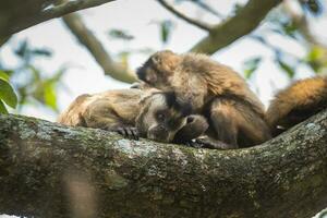 Brown striped tufted capuchin monkey,Amazon jungle,Brazil photo