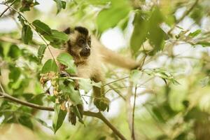 Brown striped tufted capuchin monkey,Amazon jungle,Brazil photo