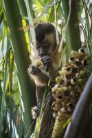 Brown striped tufted capuchin monkey,Amazon jungle,Brazil photo