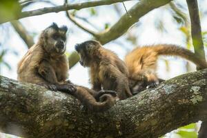 Brown striped tufted capuchin monkey,Amazon jungle,Brazil photo